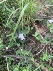 Acleisanthes longiflora