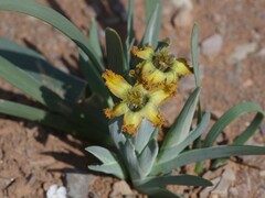 Ferraria