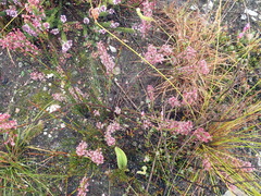 Struthiola macowanii