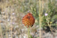 Gaillardia pulchella