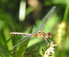 Sympetrum