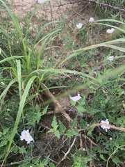 Acleisanthes longiflora