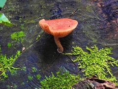 Gymnopilus