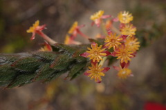 Struthiola tomentosa