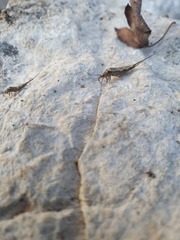 Archaeognatha