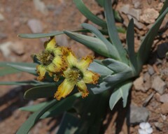 Ferraria