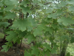 Acer grandidentatum