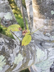 Cladrastis kentukea