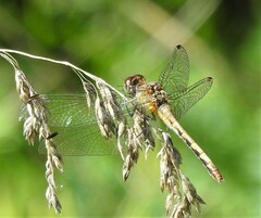 Sympetrum