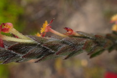 Struthiola tomentosa