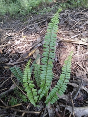 Asplenium