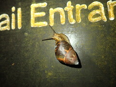 Dolicheulota formosensis