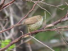 Prinia maculosa maculosa