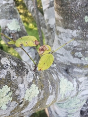 Cladrastis kentukea