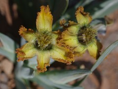 Ferraria