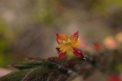 Struthiola tomentosa