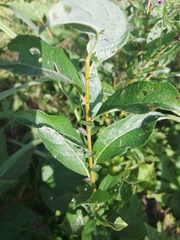 Salix starkeana