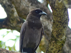 Cyanocorax cyanomelas
