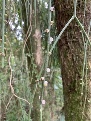 Rhipsalis