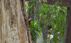 Lepidocolaptes angustirostris