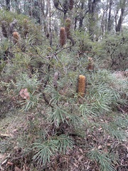 Banksia cunninghamii