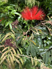 Calliandra tweediei