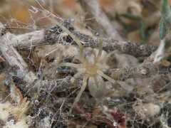 Phyxelididae