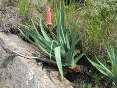 Kniphofia caulescens