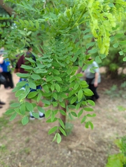 Leucaena retusa