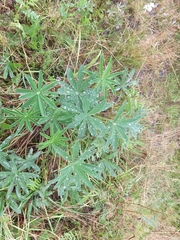 Lupinus polyphyllus
