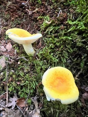 Russula flavida
