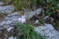Dianthus hyssopifolius