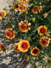 Gaillardia pulchella
