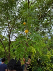 Leucaena retusa
