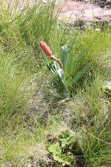 Kniphofia caulescens