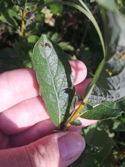 Salix starkeana