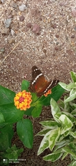 Anartia fatima