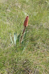 Kniphofia caulescens