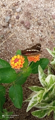 Anartia fatima