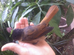 Pachyramphus validus