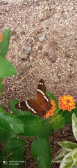 Anartia fatima