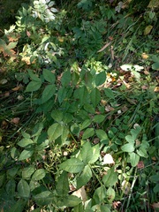 Vicia venosa baicalensis