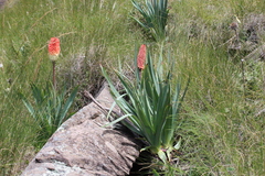 Kniphofia caulescens