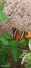 Anartia fatima