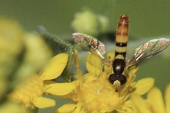 Sphaerophoria contigua