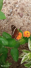 Anartia fatima