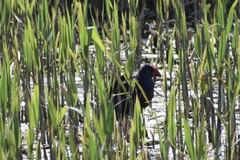 Porphyrio madagascariensis