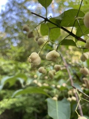 Euonymus