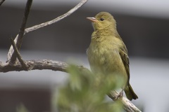 Ploceus capensis