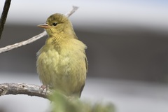 Ploceus capensis